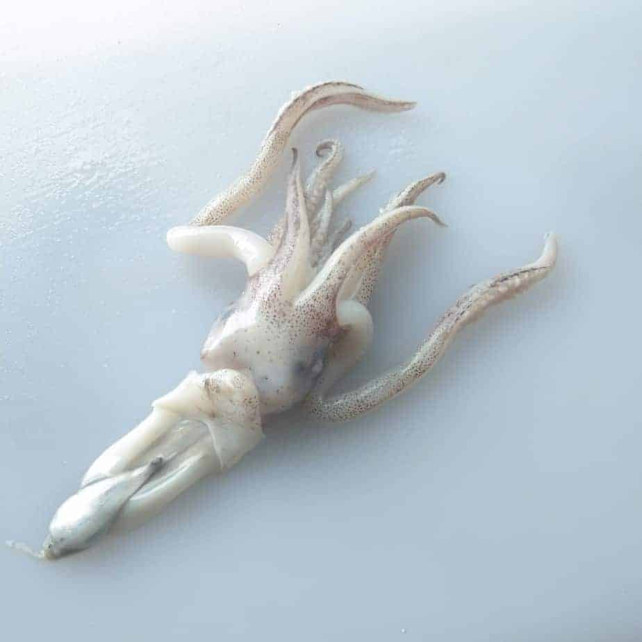 Kepala Cumi Kupas Bersih Segar Grade A