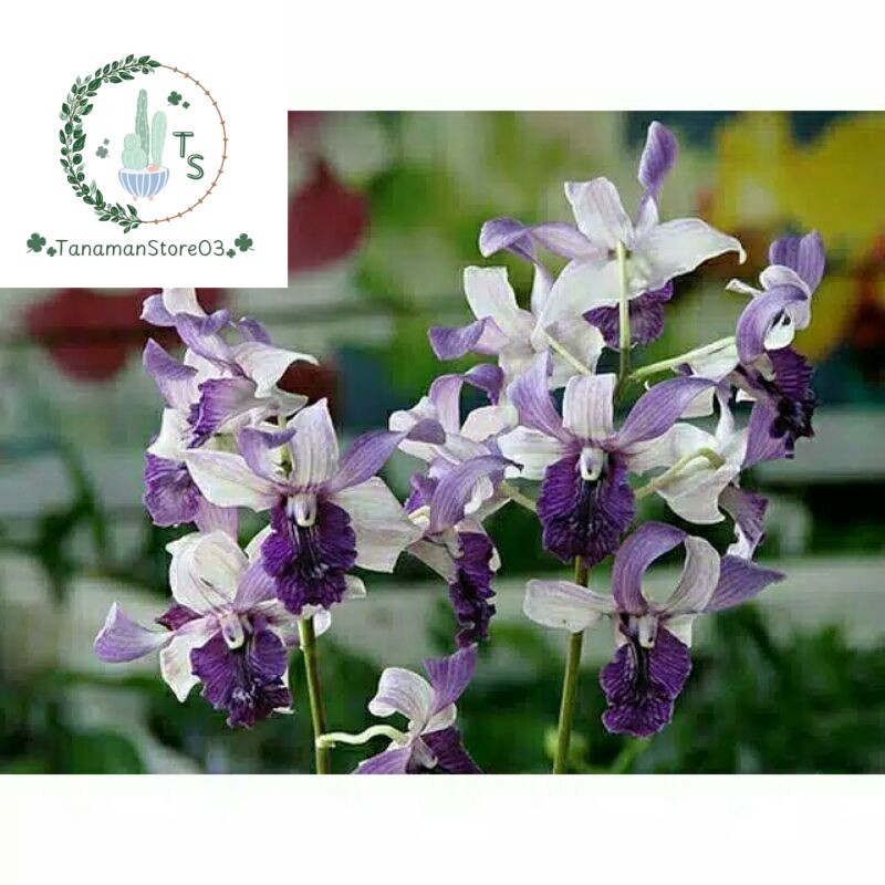 Anggrek Dendrobium Indonesia Raya Blue