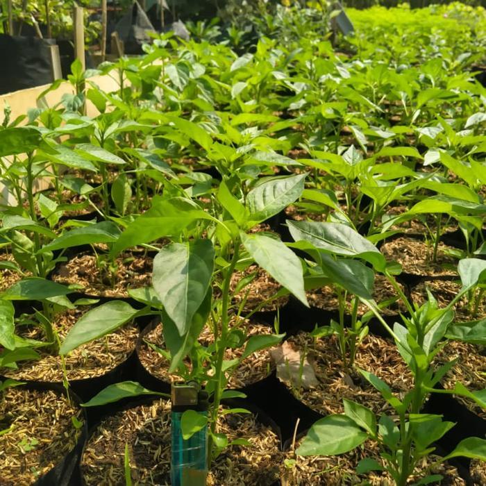 Bibit cabe rawit hijau cabai rawit hijau
