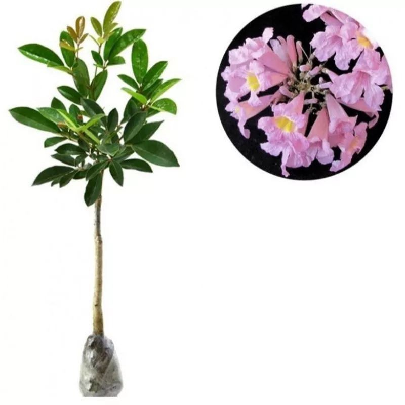 Tanaman Hias Tabebuya Pink Flower/Tabebuya Pink