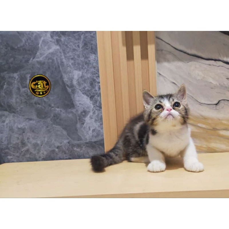 kucing short hair lucu