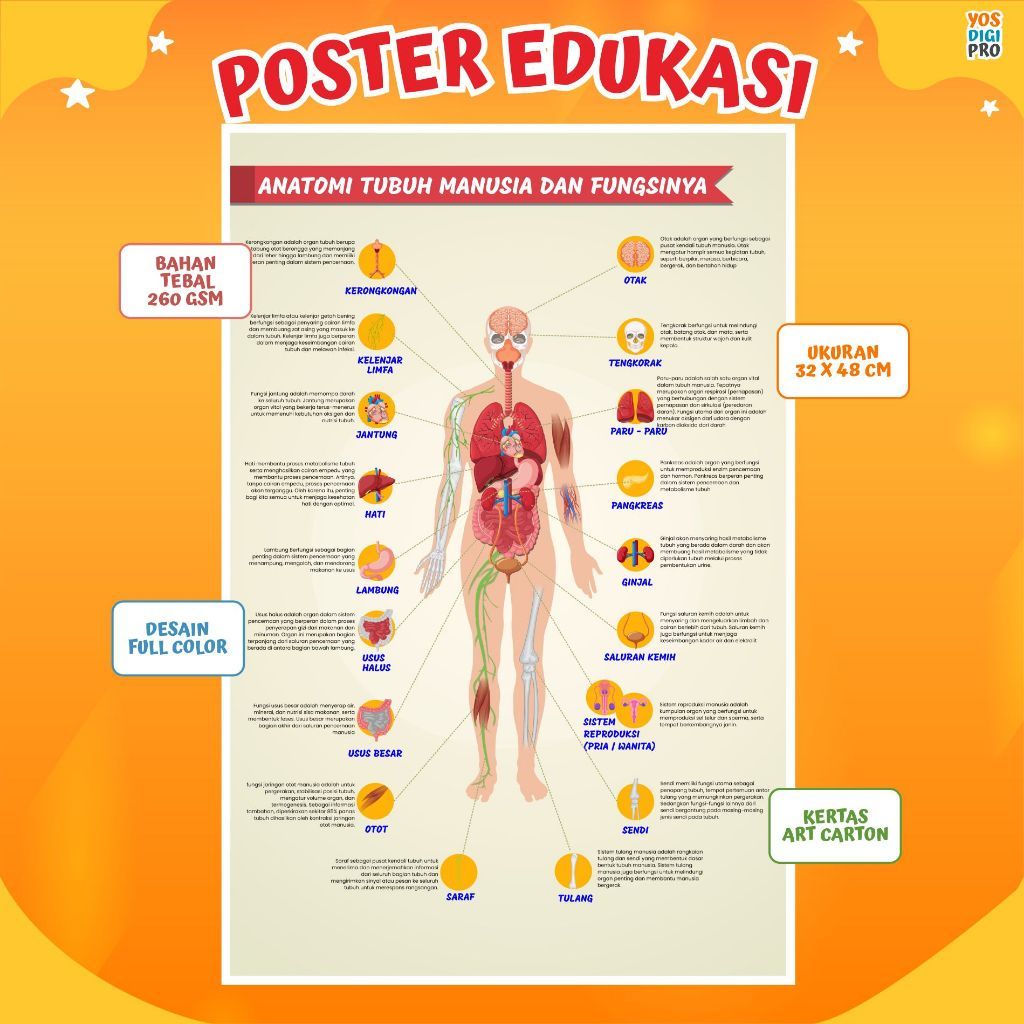 Poster Edukasi Organ Tubuh Manusia dan Fungsinya / Poster Anatomi Tubuh Manusia