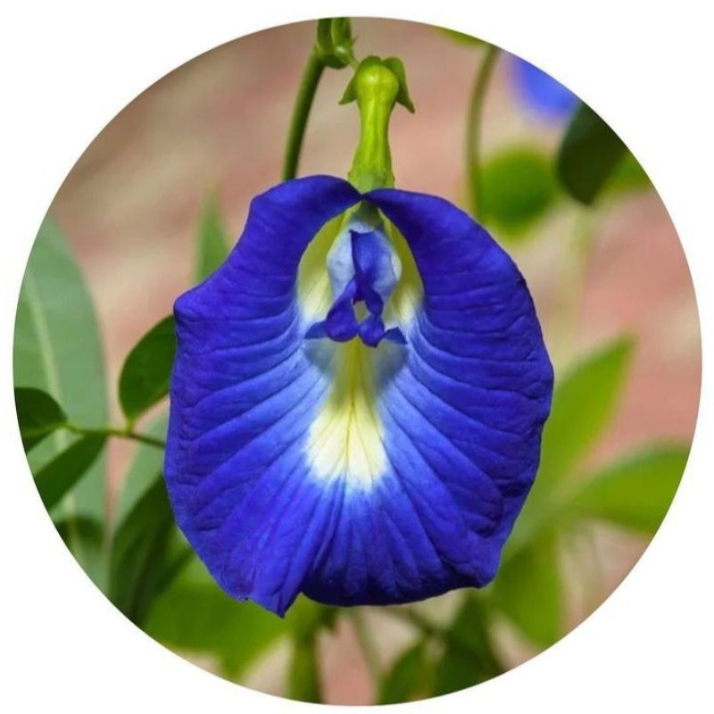 Tanaman Bunga Telang - Kembang Telang, Berbunga Biru Pohon telang