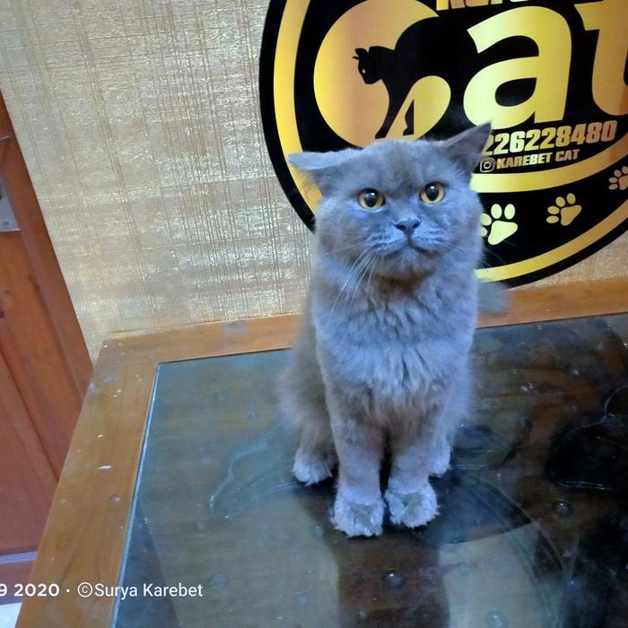 mix bsh kucing gemuk gimbul