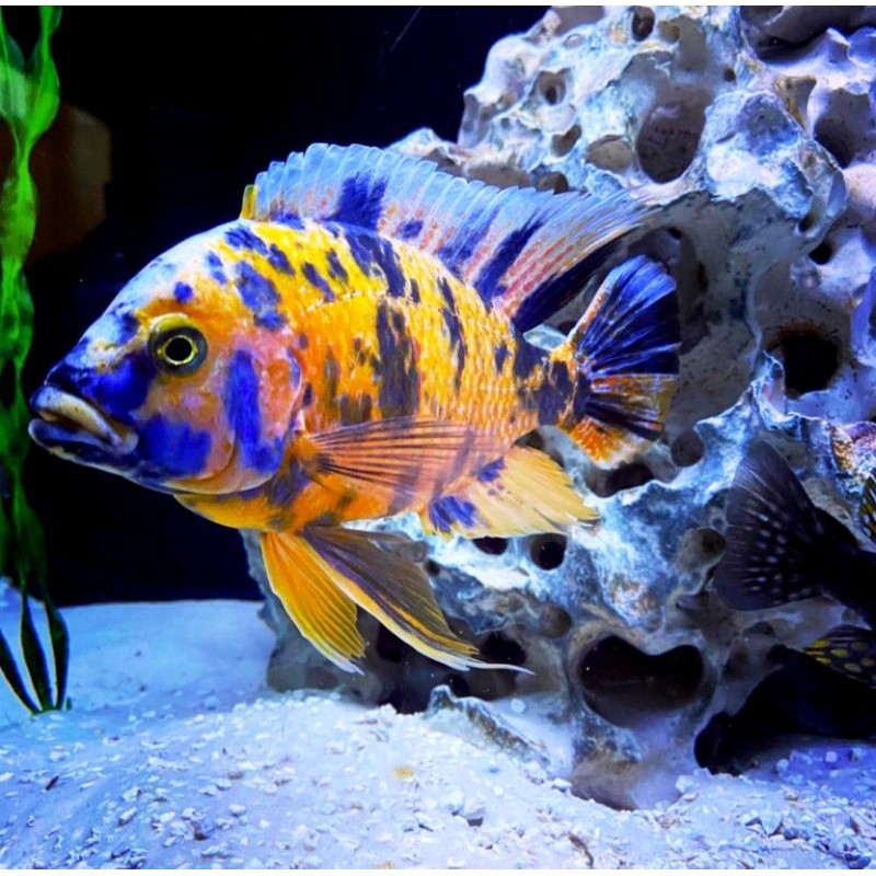 ob peacock cichlid unik
