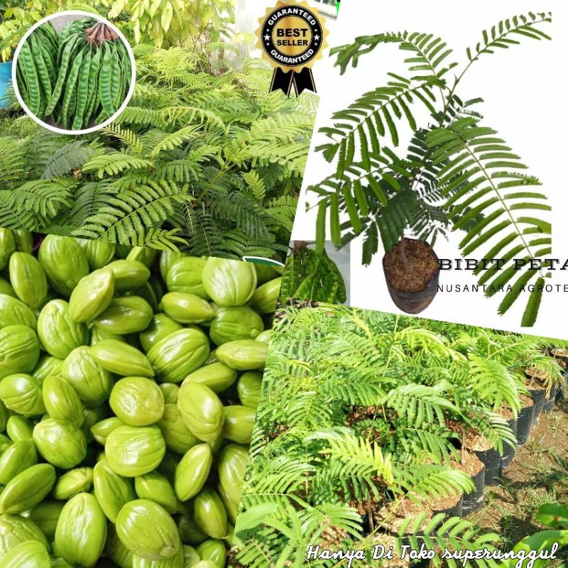 Bbit Petai Okulasi Super Jumbo