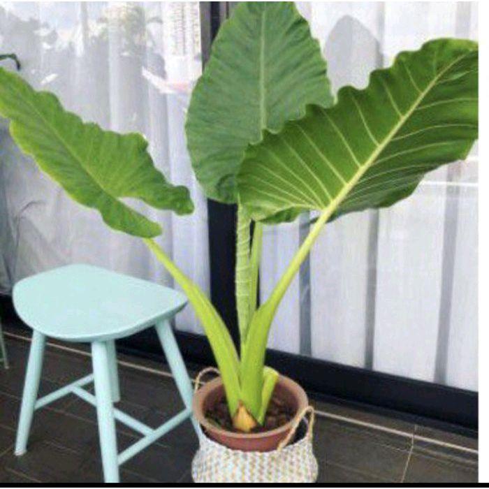 Tanaman Sente Hijau - Keladi Hijau - Lompong Hijau