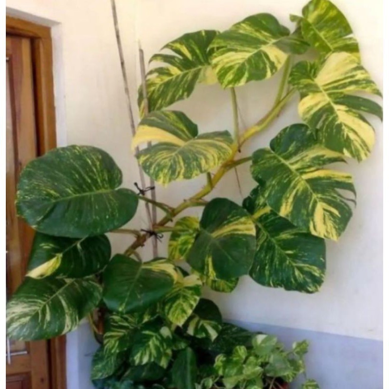 Bibit epipremnum aureum /monstera raisa -sirih gading jumbo varigata (batang)
