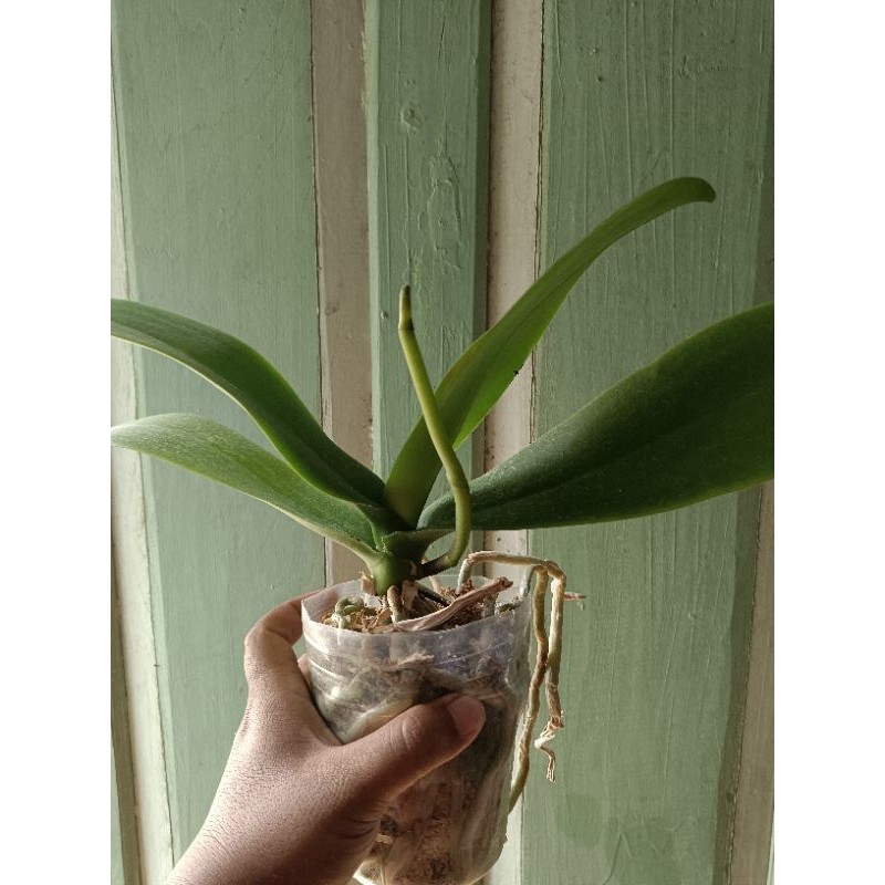 Anggrek Bulan Spike | Anggrek Bulan Dewasa Pasca Bunga - Media Tanam Mos, Warna Acak