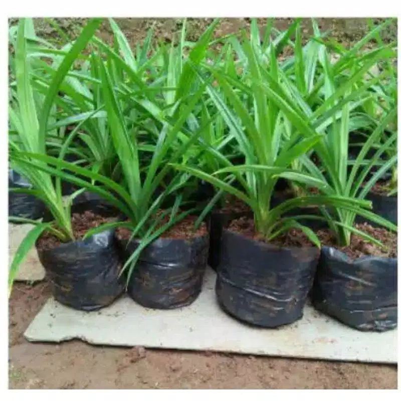 Bibit Tanaman Pandan Wangi Siap Tanam Jumbo