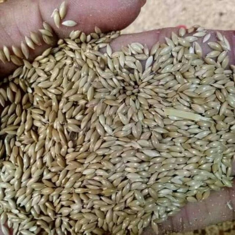 Benih Rumput Gajah Mini 100 Gram Untuk Taman