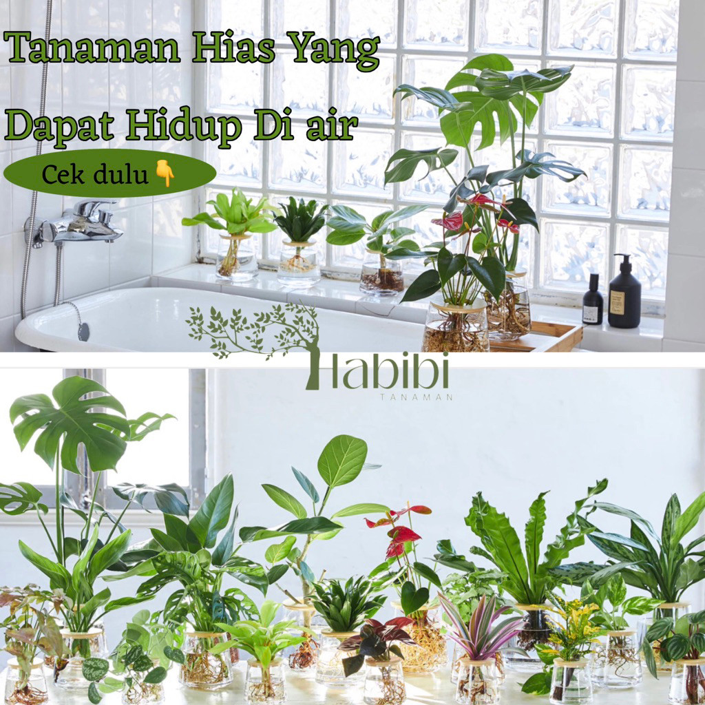 Tanaman hias Indoor yang bisa hidup di air - macam macam tanaman hias indoor yang kuat hidup di air