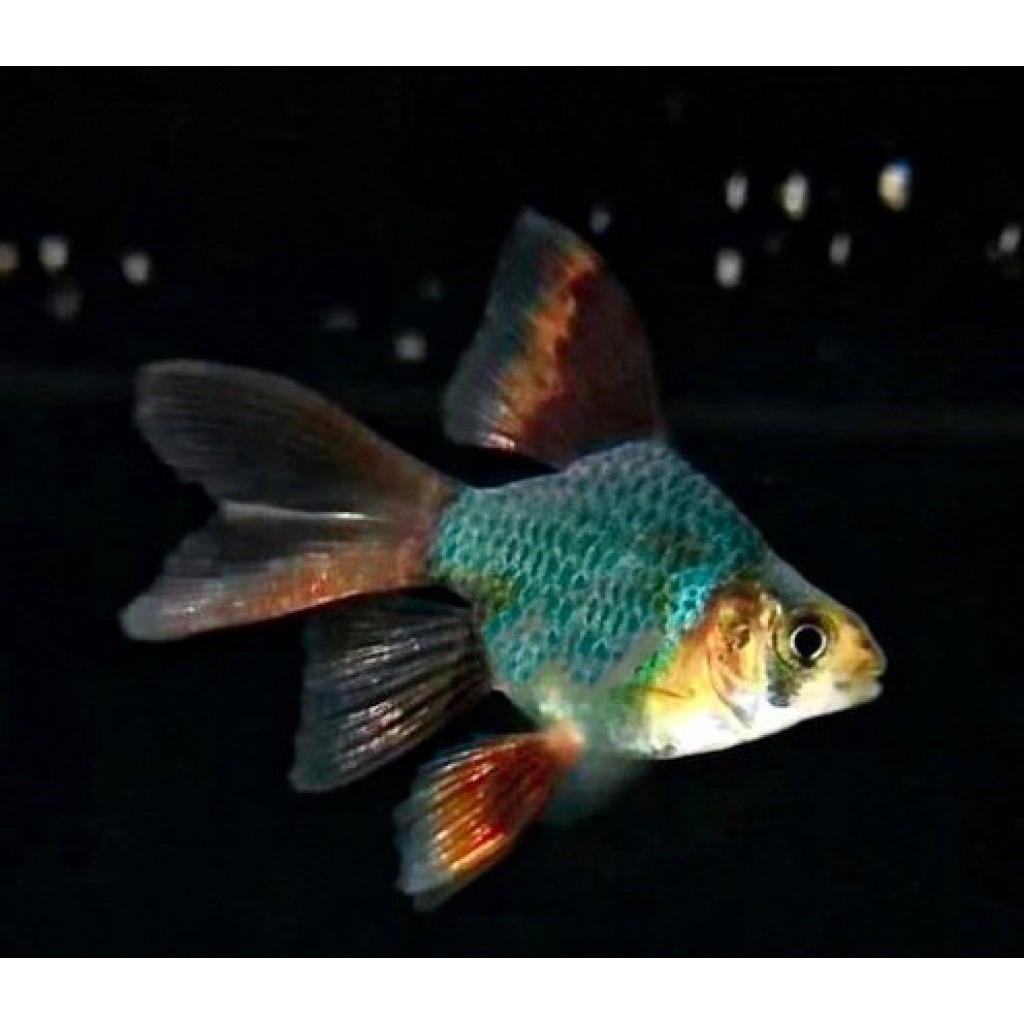 Sumatra Hijau Slayer / Green Tiger Barb Slayer / Ikan Hias Aquascape