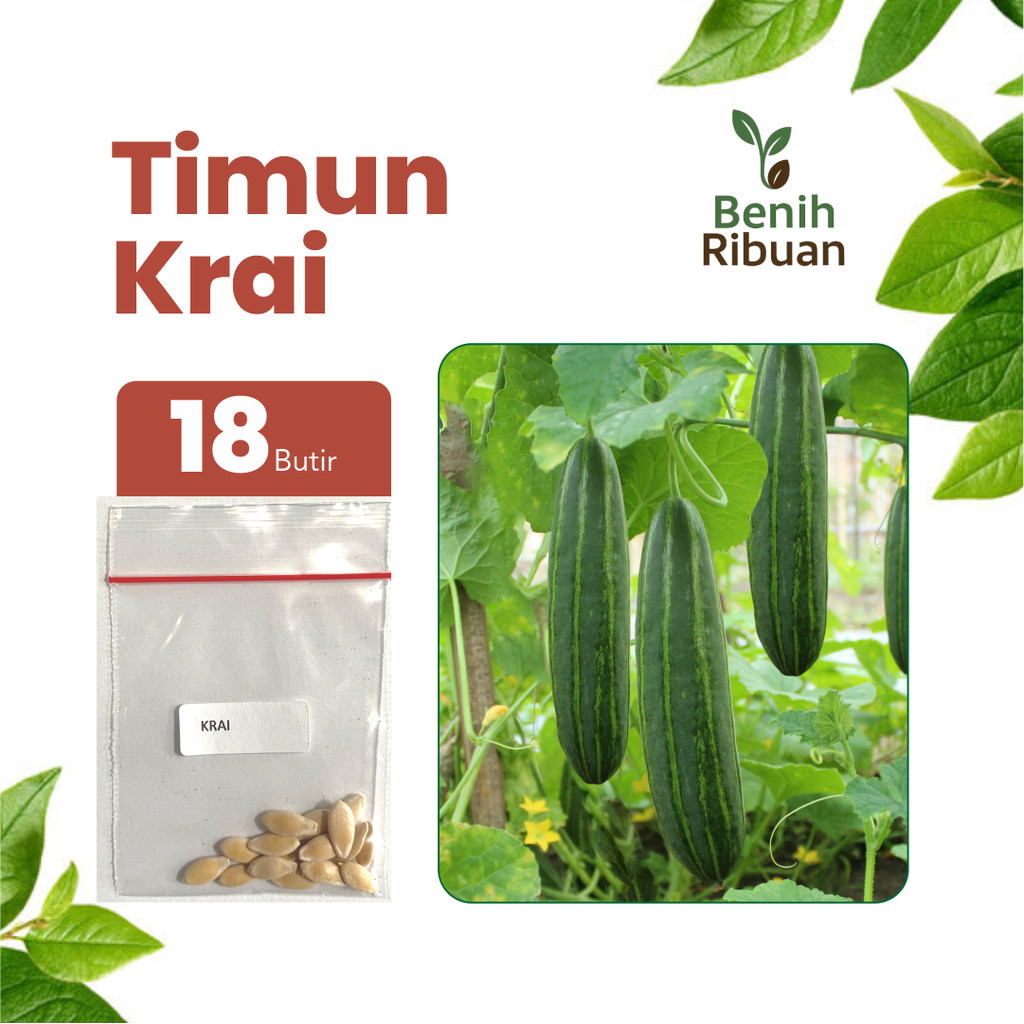 BENIH RIBUAN - Benih Timun Krai Unggul, Bibit Sayuran Timun Krai Super Bibit Mudah Tumbuh