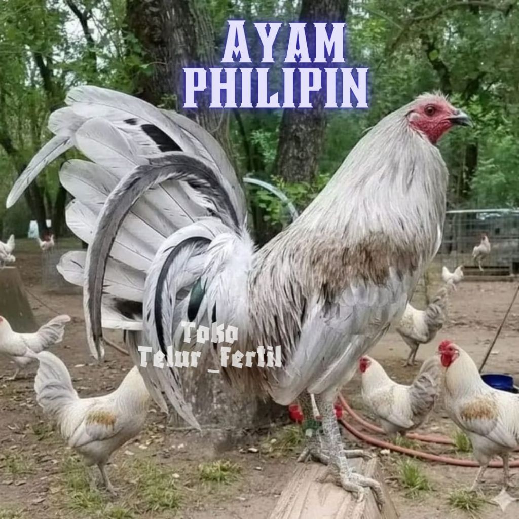 TELUR AYAM PHILIPIN  ASLI PETARUNG AK 47  UNTUK DITETASKAN