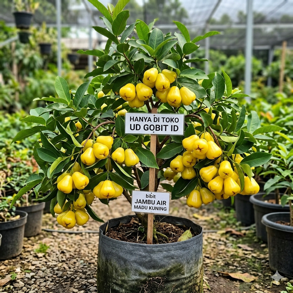 BIBIT JAMBU AIR MADU KUNING UD_GOBIT_ID