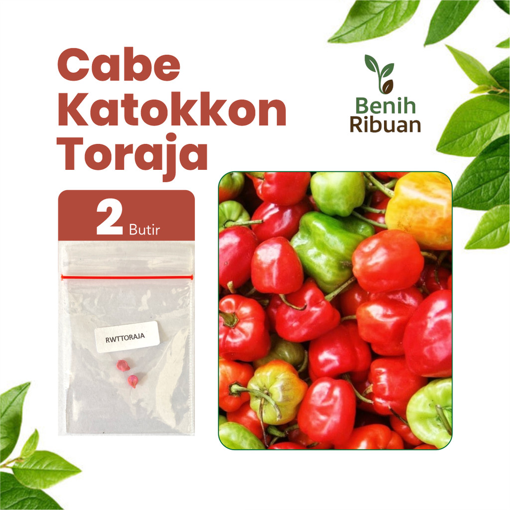 BENIH RIBUAN - Benih Cabe Katokkon Toraja Unggul, Bibit Super Cabe Katokkon Toraja Super Pedas