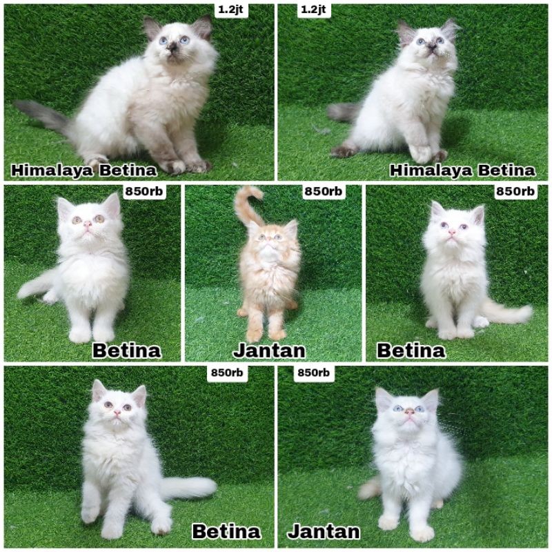 kucing anakan Persia umur 2 blnan
