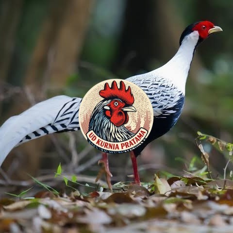 Telur ayam hias ringneck silver pheasant fertil asli UD KURNIA PRATAMA