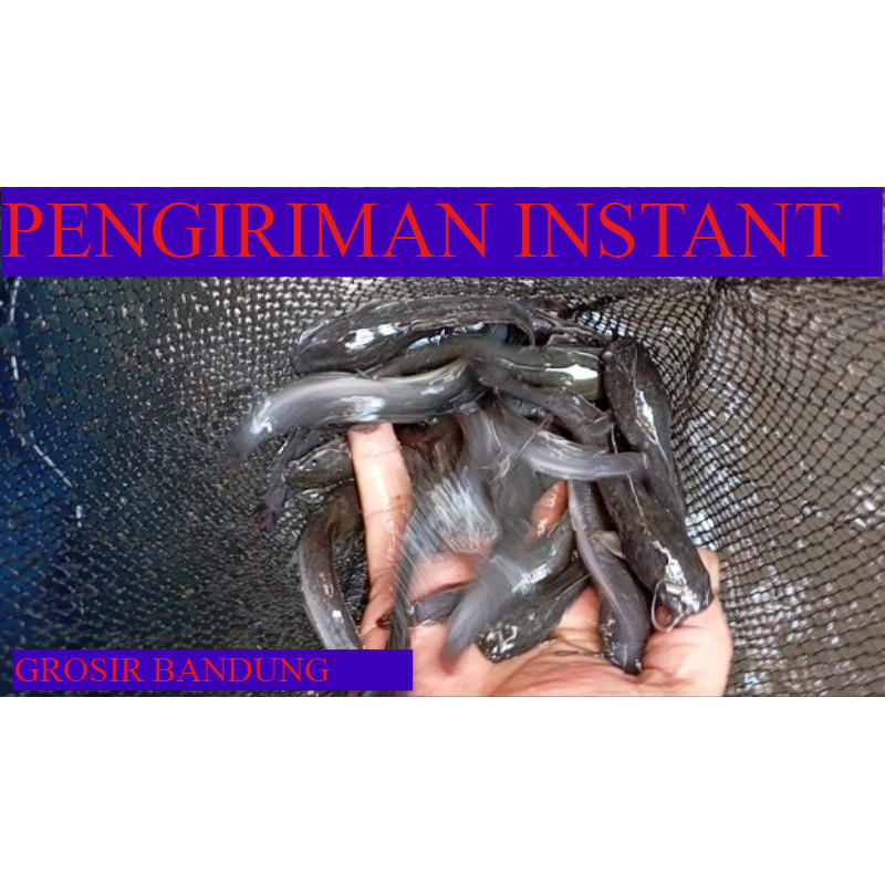 bibit lele ukuran 15-16 cm per ekor GROSIR BANDUNG