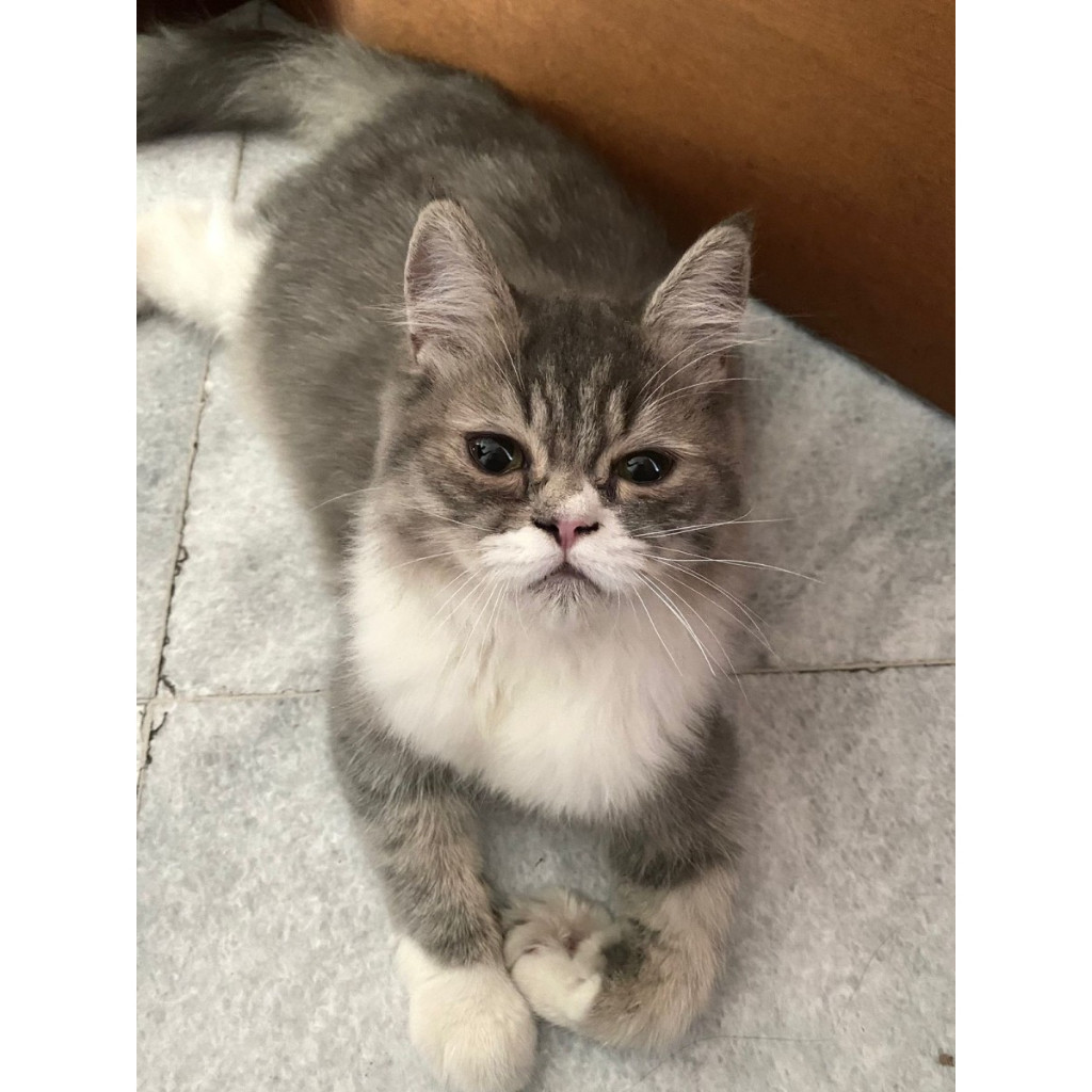 Jual Peliharaan Kucing Ras Persia Mix Garfield Kitten Exotic Shorthair