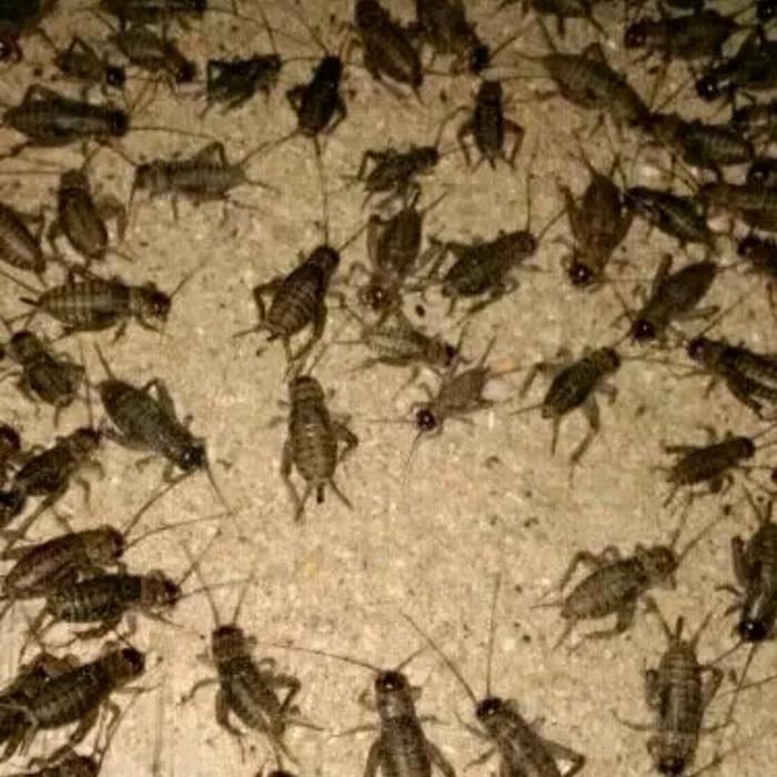 Jangkrik 1 kg - jangkrik alam - jangkrik pakan burung