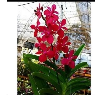 anggrek vanda dewasa siap berbunga | anggrek vanda