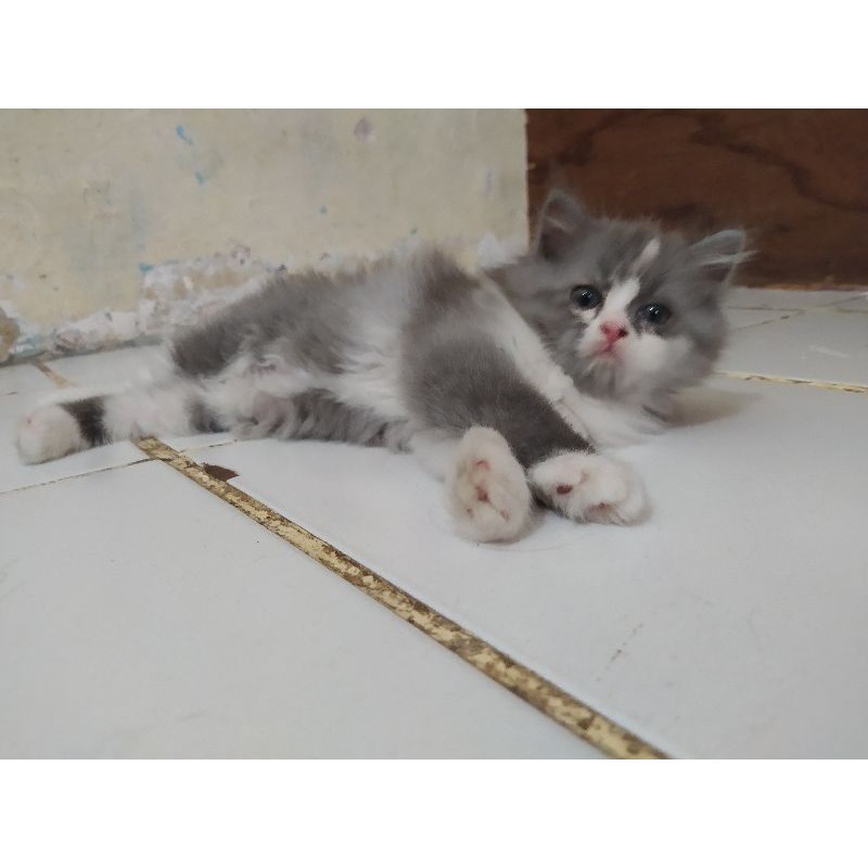 kucing persia flatnose