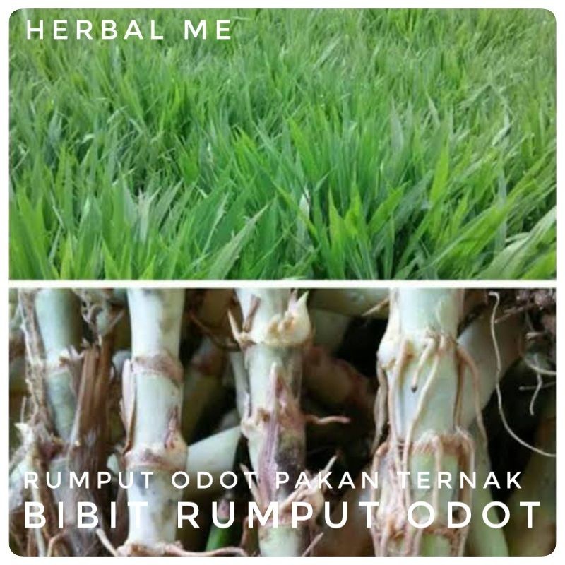 NURPITA Rumput Odot / Bibit Rumput Odot - Bibit Tanaman Rumput Odot / Rumpit Odot Pakan Ternak