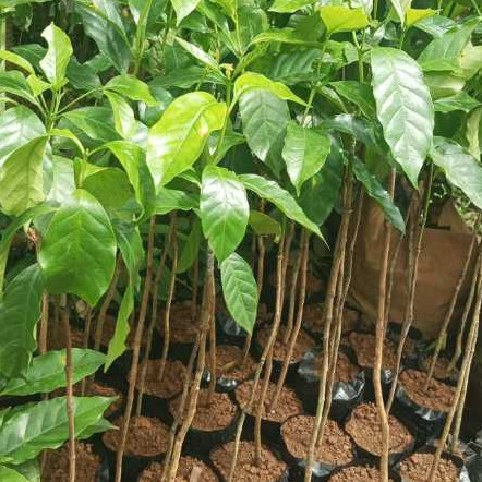 Sambung Pucuk - Bibit Tanaman Kopi Arabika - Kopi Unggulan - Lebih Cepat Panen