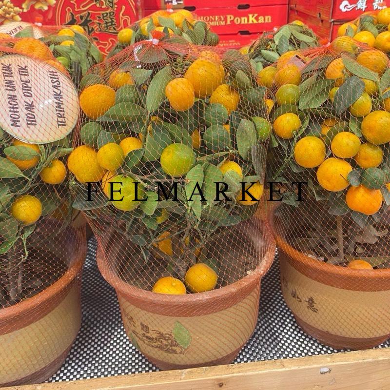 Pohon Jeruk Imlek Meja Utuh / Jeruk Imlek Pohon Size Mini / 1 Pcs