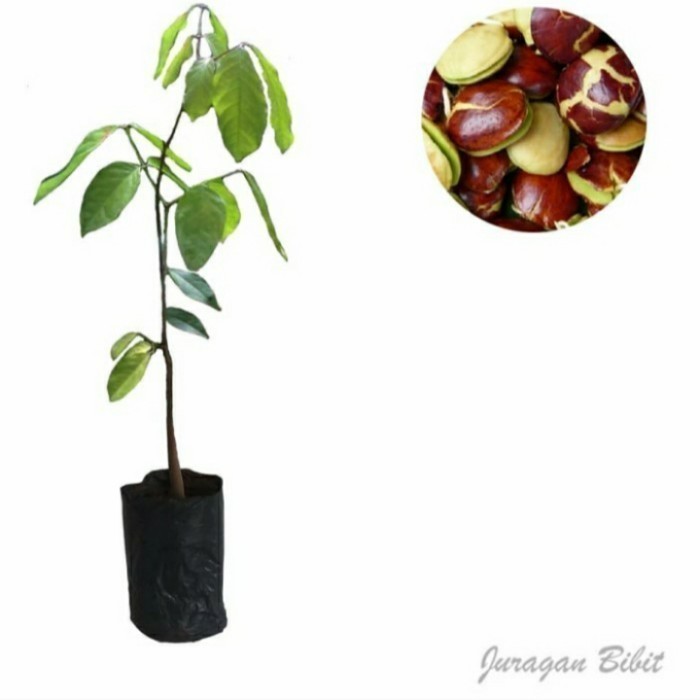 BIBIT POHON JENGKOL/ BIBIT JENGKOL SUPER/ BIBIT BUAH JENGKOL ASLI Siap Tanam Cepat Berbuah Unggul