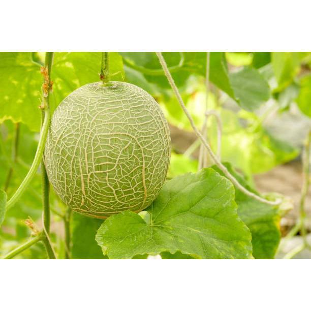 5 Biji Bibit Melon Madu Hijau