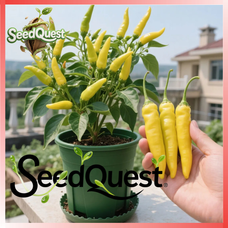 100% Original 50pcs High Yield Yellow Super Hot Chili Seeds for Planting Vegetables Siling Labuyo Se