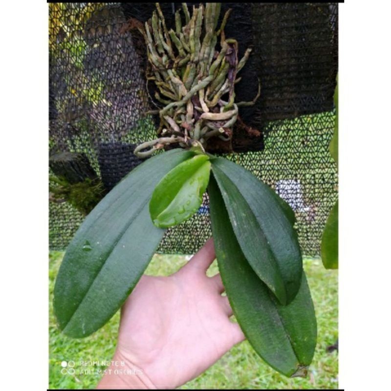 Anggrek Bunga Putih Asli Spike Sudah Pernah Berbunga Tanaman Hias Anggrek