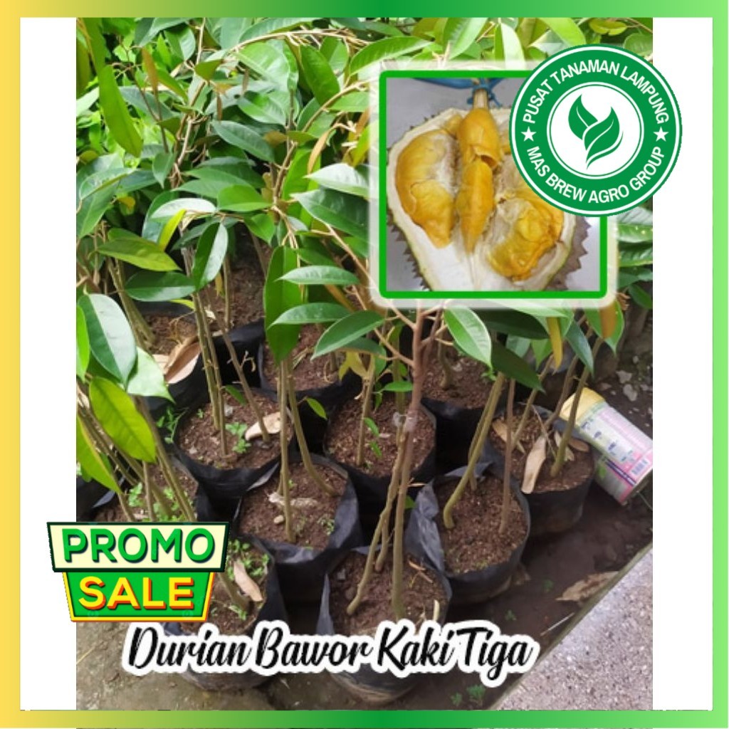 Bibit DURIAN BAWOR KAKI 3,,asli hasil okulasi...