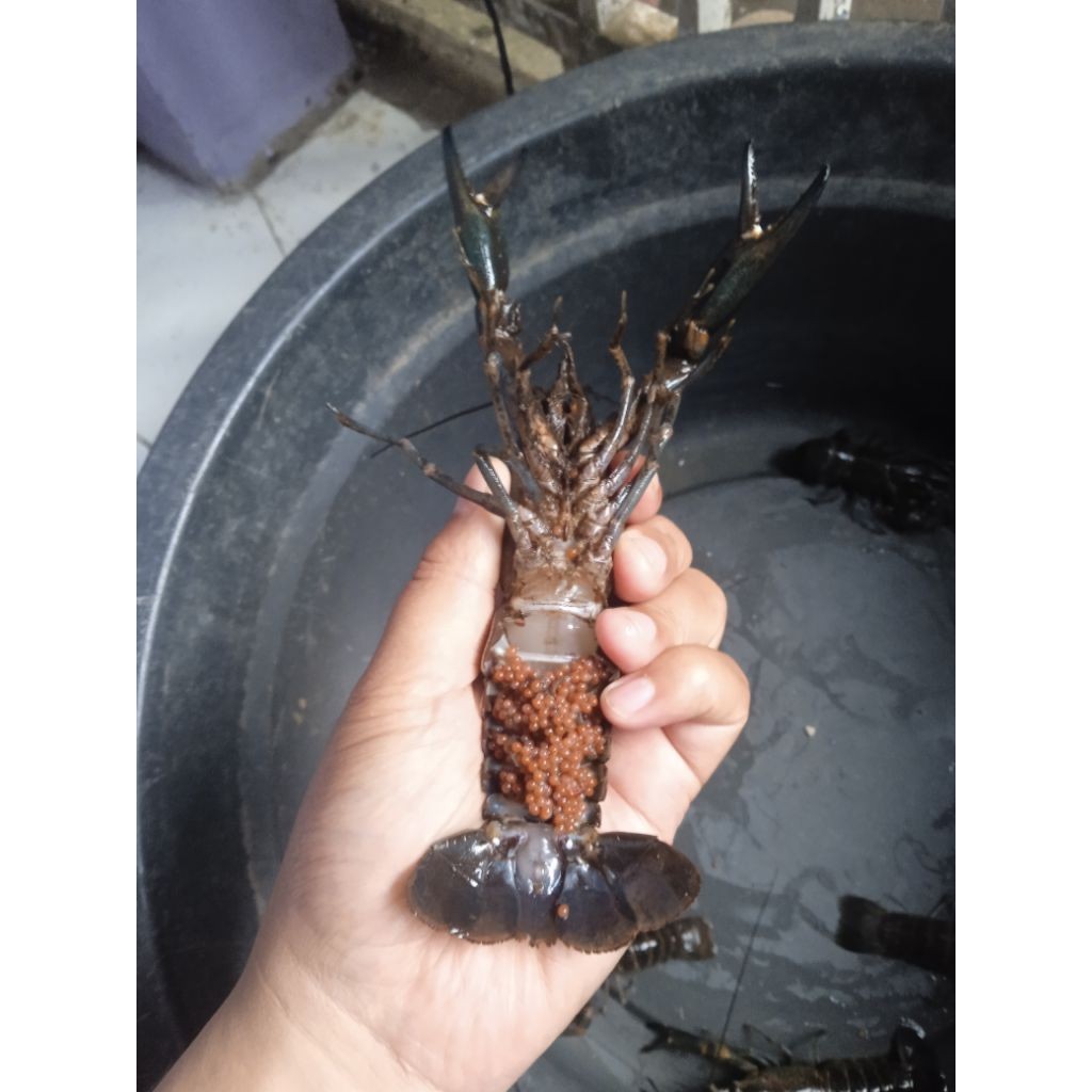 prodak mainan lobster air tawar gendong telur