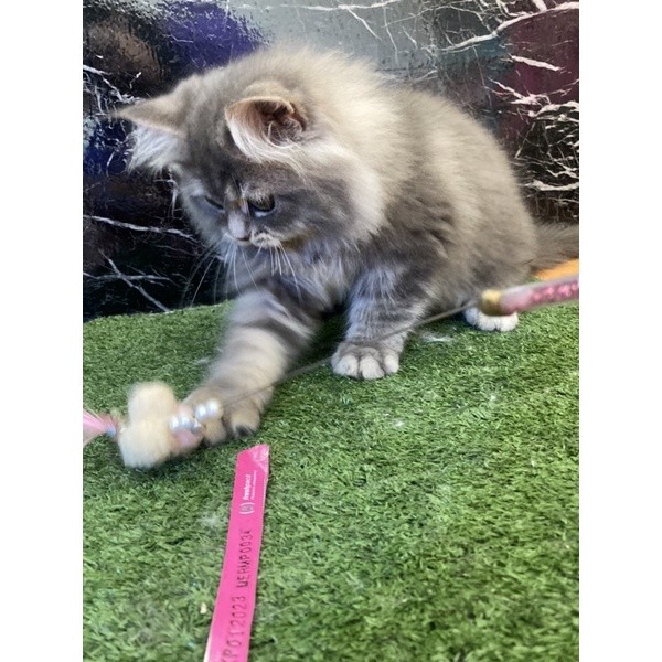 [FREE KERANJANG RIO] anak Kucing BIGBONE kitten kaki pendek bulu kapas super gimbul blue bsh abu sup