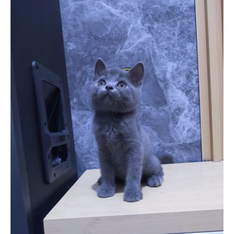 kucing short hair abu solid