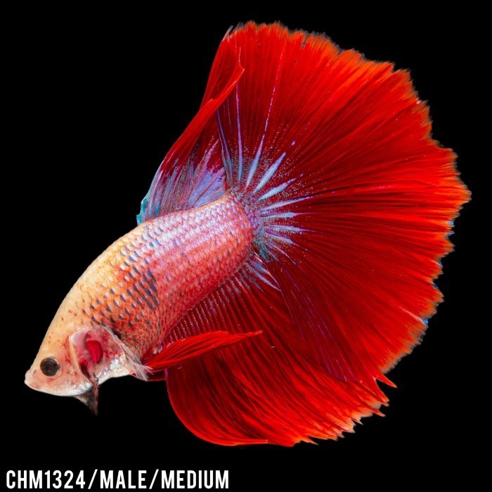 Betta Halfmoon Red Flame / Cupang Halfmoon Red Flame