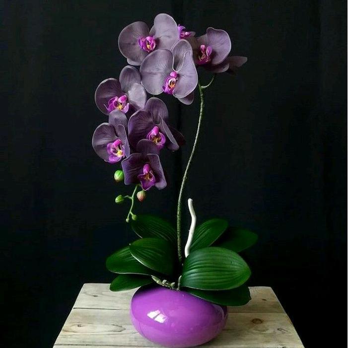 Anggrek Bulan Pasca Warna Black Purple Pohon Bunga Anggrek Bulan Pasca Warna