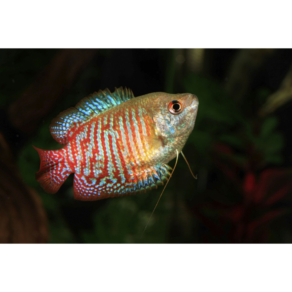 Hiasan aquarium Dwarf Gourami - Gurame Sepat Hias elegan