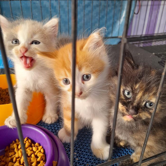 kucing persia medium kucing