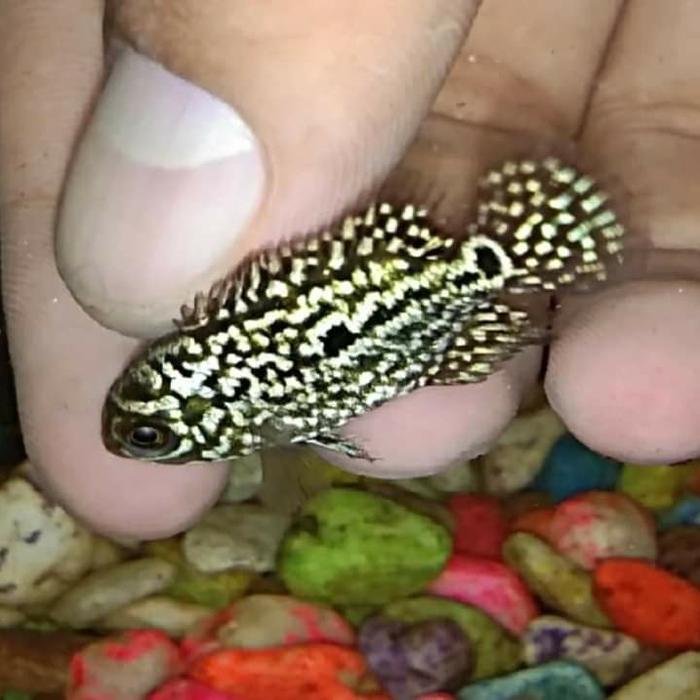 louhan kamfa f2 import thailand 4-5cm