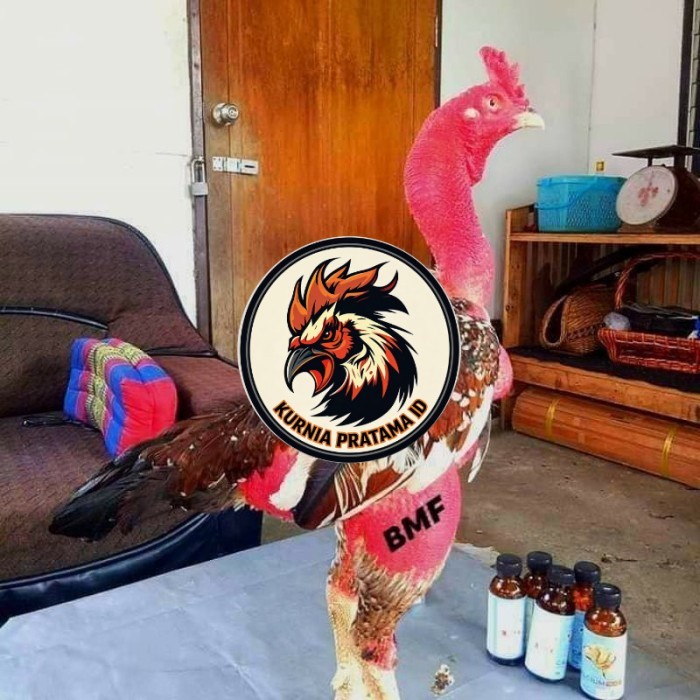 telur ayam petarung saigon fertil siap ditetaskan - ayam saigon KURNIA PRATAMA ID