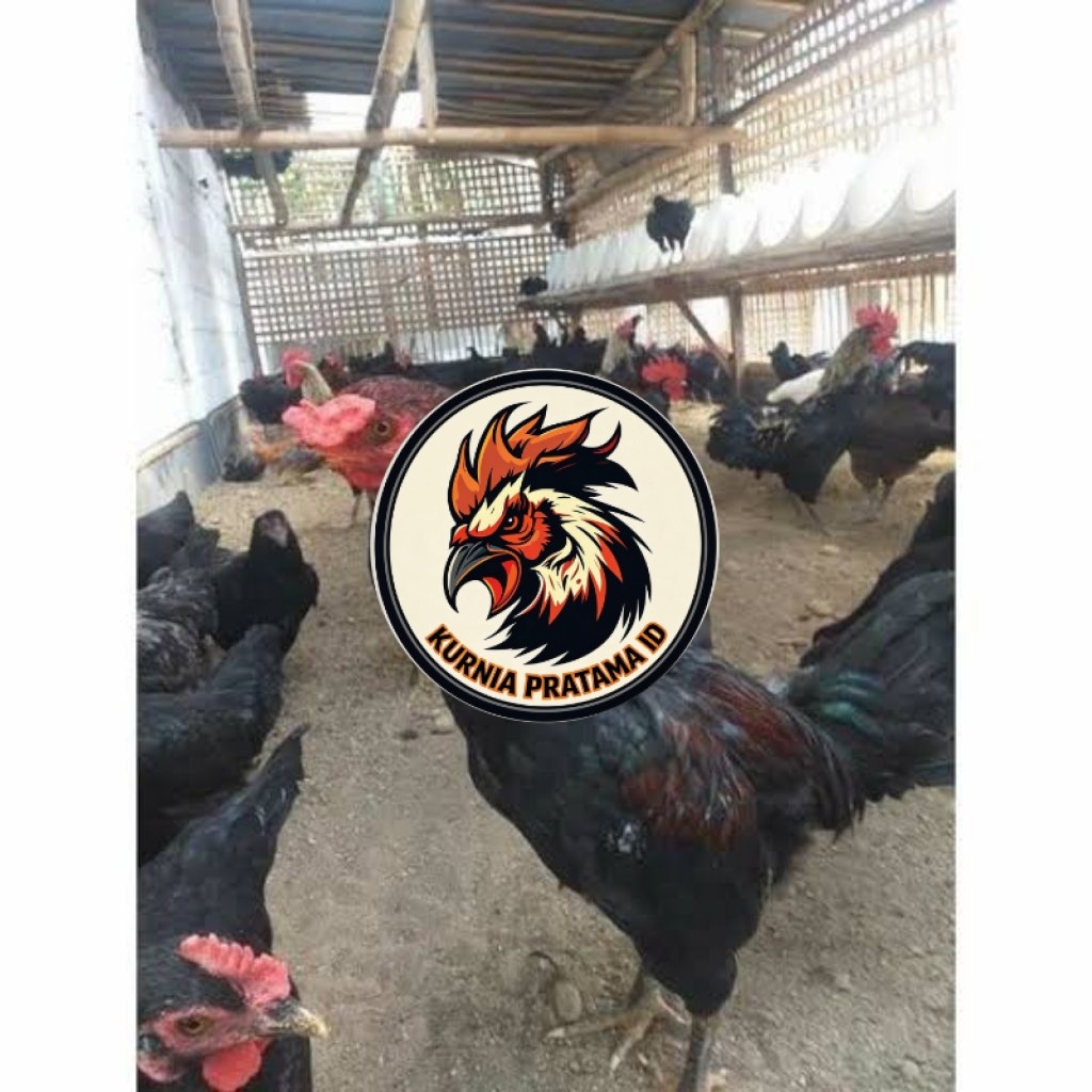 Telur ayam KUB petelur handal fertil asli siap ditetaskan - telur ayam kub KURNIA PRATAMA ID