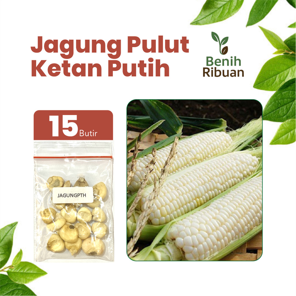BENIH RIBUAN - Benih Jagung Pulut Putih Unggul, Bibit Super Jagung Ketan Putih Bibit Berkualitas
