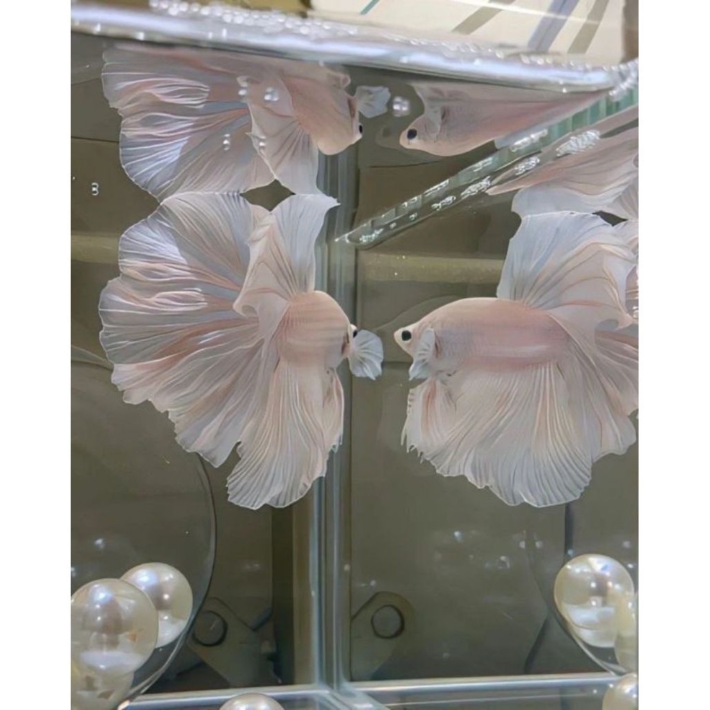 Cupang Halfmoon White Platinum (HMWP) HIASAN AKUARIUM