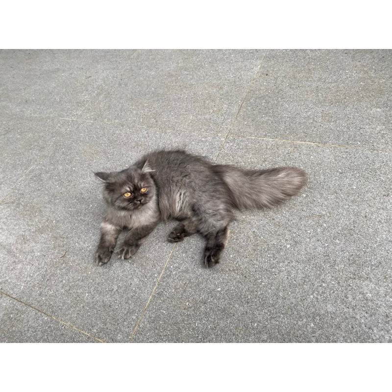 PERSIAN KITTEN - KUCING PERSIA
