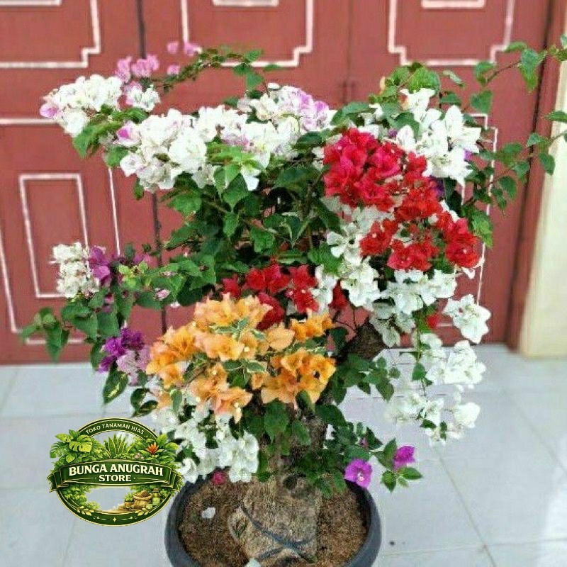 NEW bougenville 5 warna